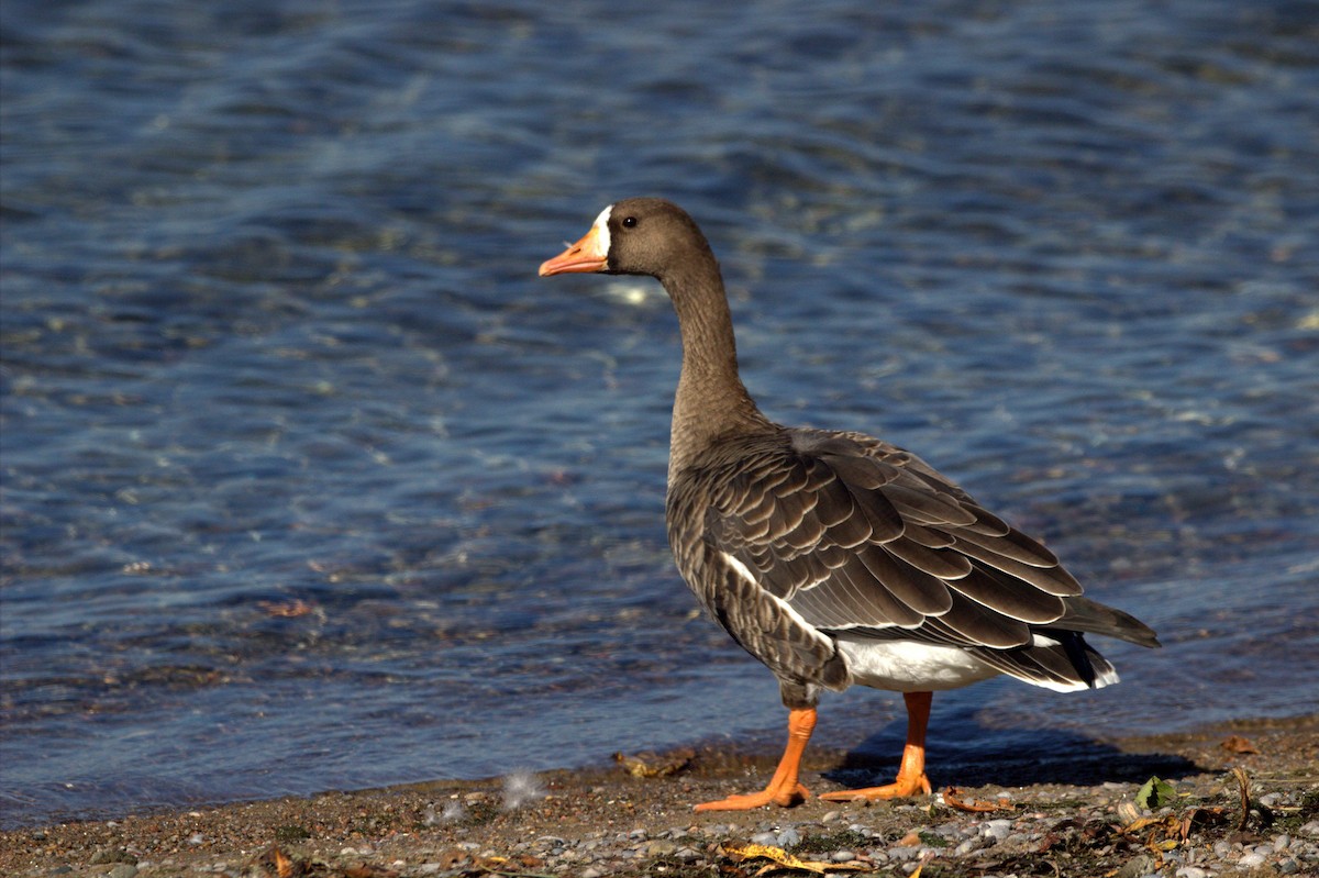 Greater White-fronted Goose - Craig Evans