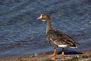 Greater White-fronted Goose, ML72328291