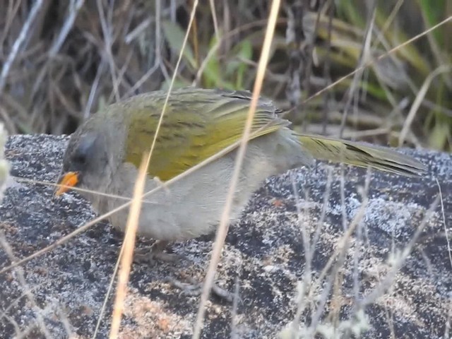 Great Pampa-Finch (Eastern) - ML723290