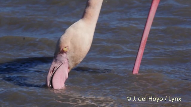 Greater Flamingo - ML723297