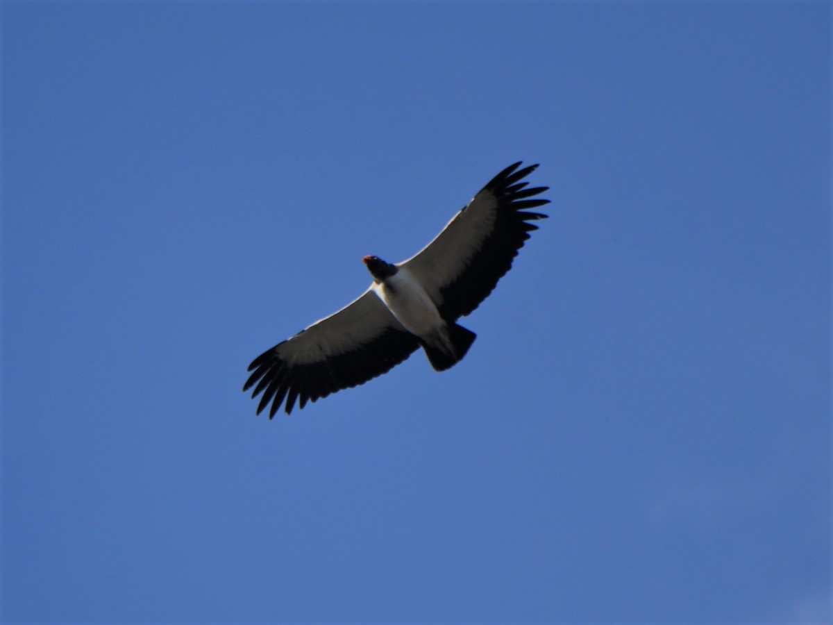 King Vulture - Mike Grant