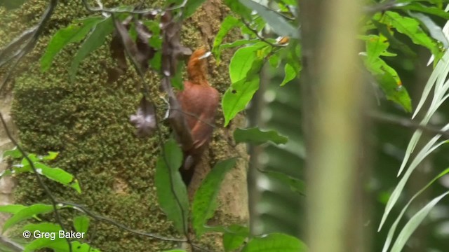 Chestnut-colored Woodpecker - ML723302