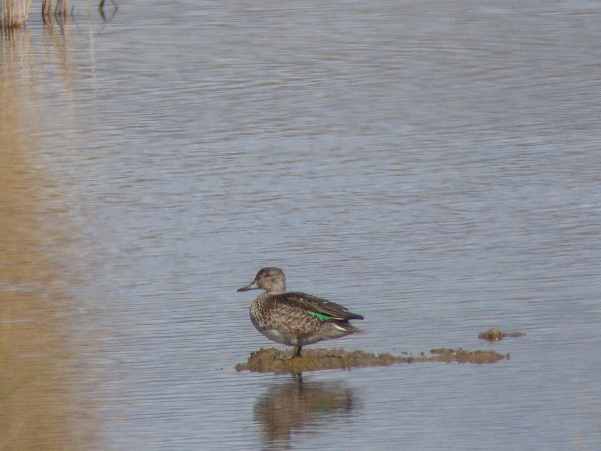 Green-winged Teal - ML72331501