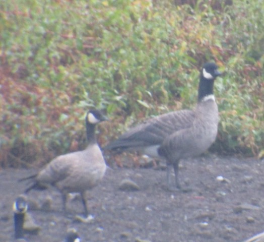 Cackling Goose (Aleutian) - ML72334271