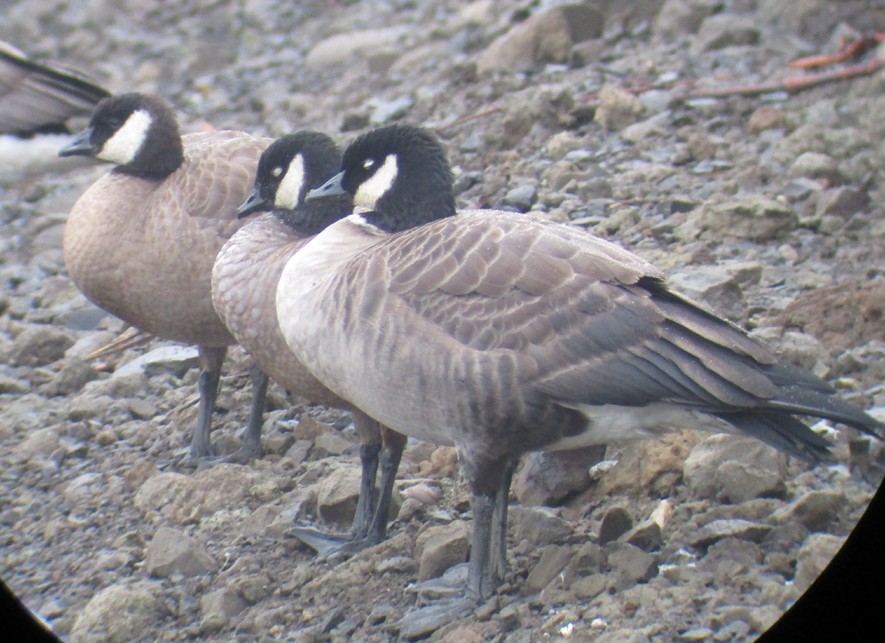 Cackling Goose (Aleutian) - Steve Nord