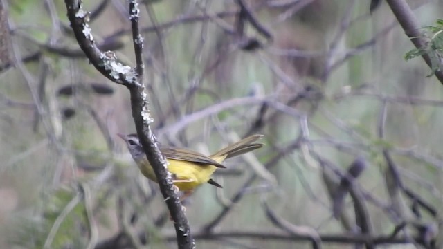Three-banded Warbler - ML723350