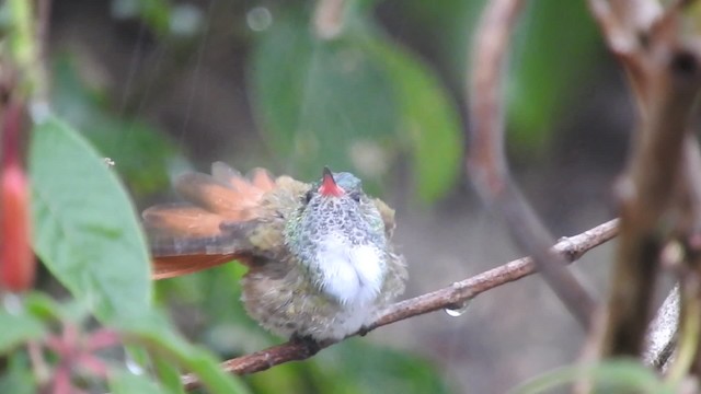 Amazilia Hummingbird (White-throated) - ML723354