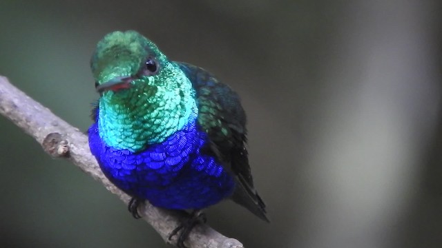 Violet-bellied Hummingbird - ML723355