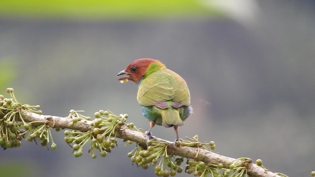 Bay-headed Tanager (Bay-and-blue) - ML723356