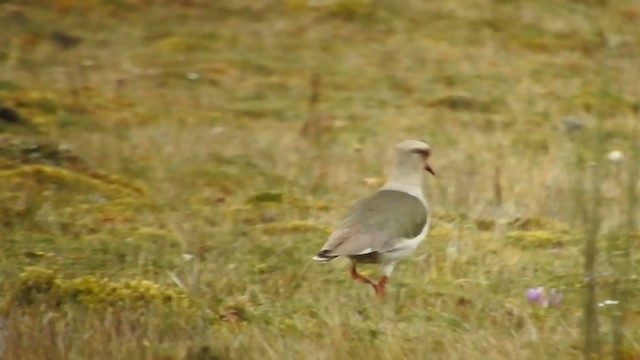 Andean Lapwing - ML723372