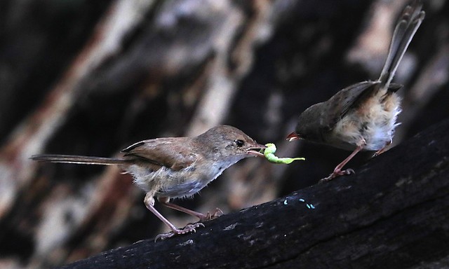 Female feeding young. - Red-backed Fairywren - 