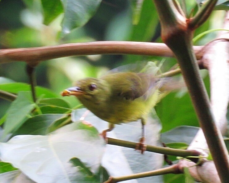 Brown-throated Sunbird - ML72338501