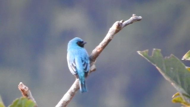 Swallow Tanager - ML723416