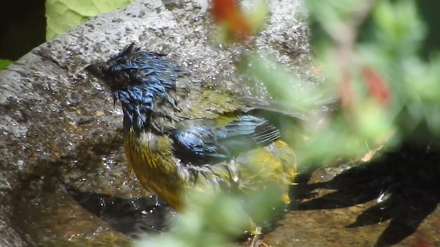 Blue-and-yellow Tanager (Green-mantled) - ML723418