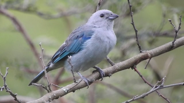 Blue-gray Tanager - ML723419