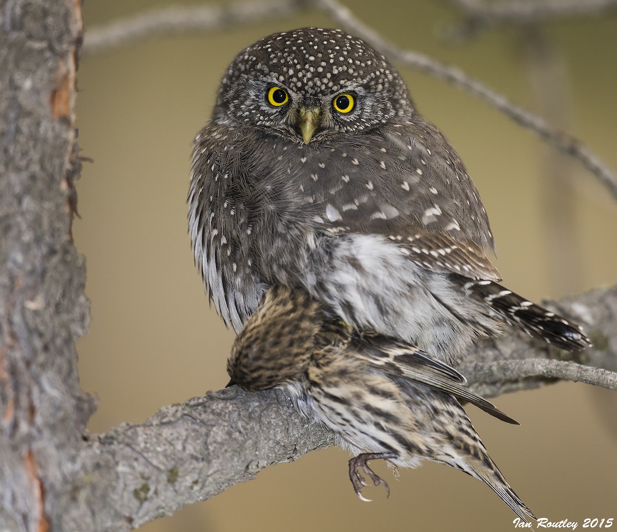 Northern Pygmy-Owl - ML72342501