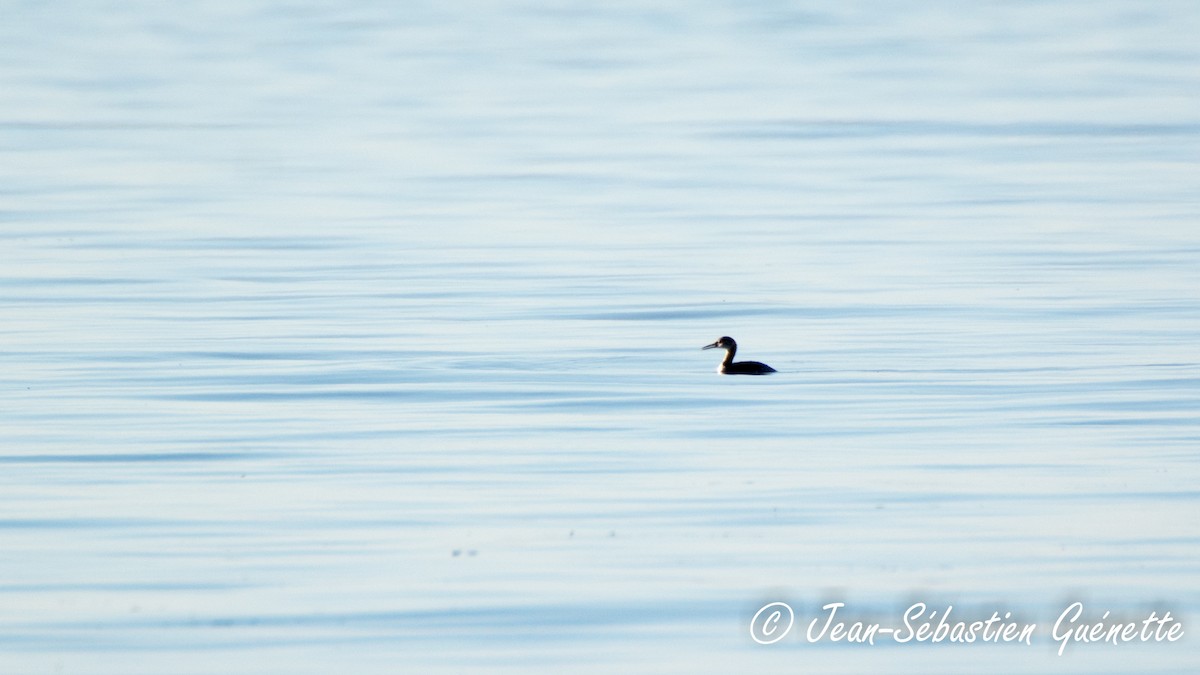 Red-necked Grebe - ML72343541