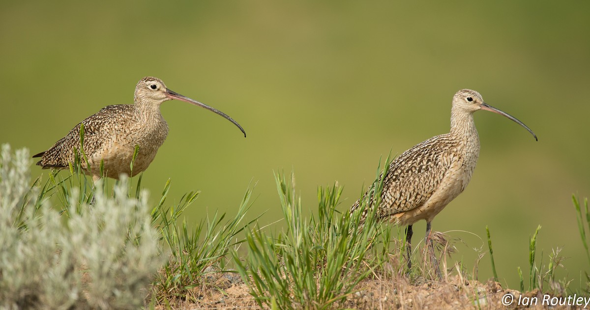 Long-billed Curlew - ML72343561