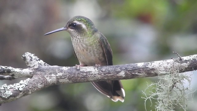 Speckled Hummingbird - ML723457