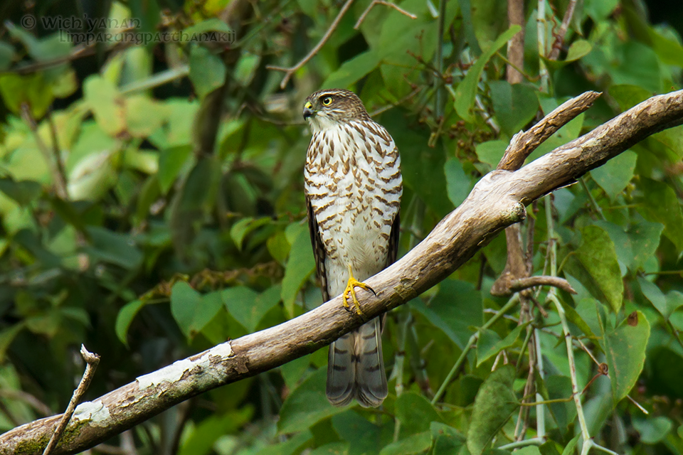 Japanese Sparrowhawk - Wich’yanan Limparungpatthanakij