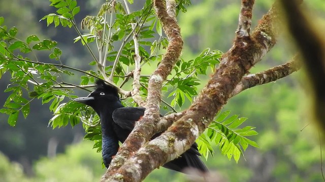 Amazonian Umbrellabird - ML723461