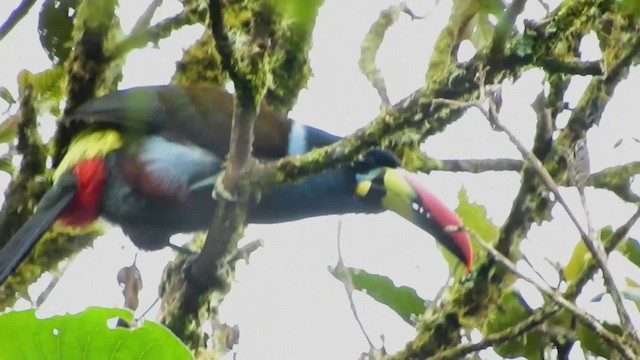 Gray-breasted Mountain-Toucan - ML723467