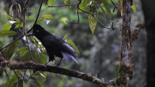 Amazonian Umbrellabird - ML723468