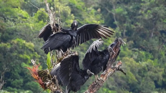 Black Vulture - ML723472