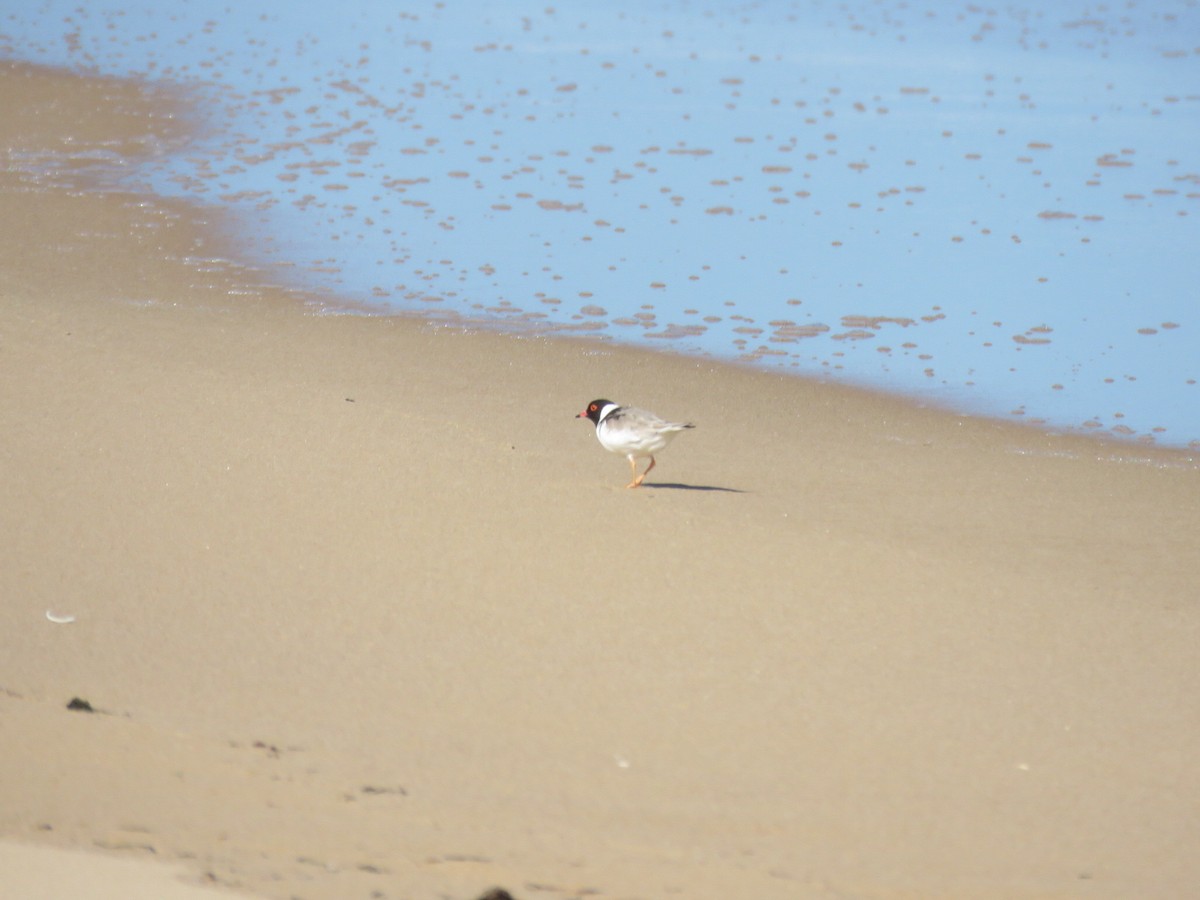 Hooded Plover - Catherine Hirsch