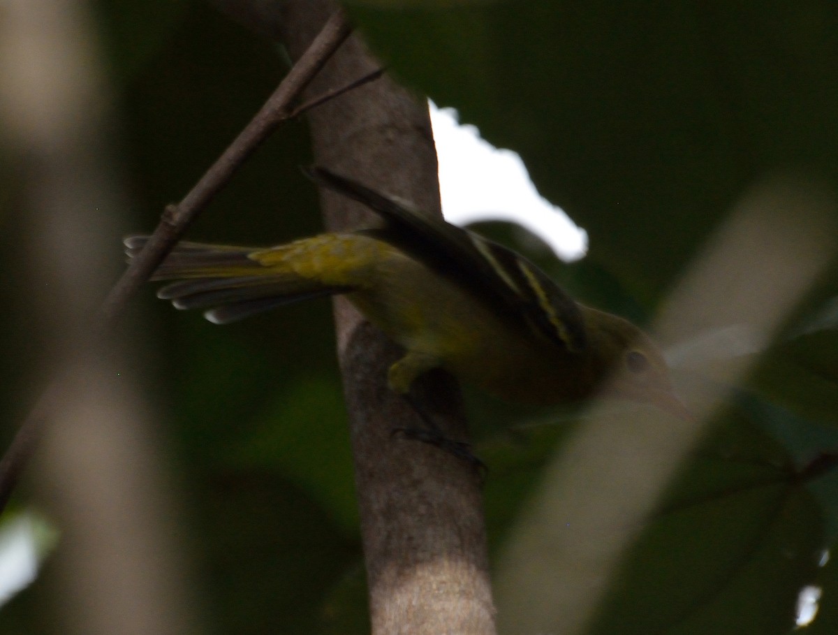 Western Tanager - ML72347451