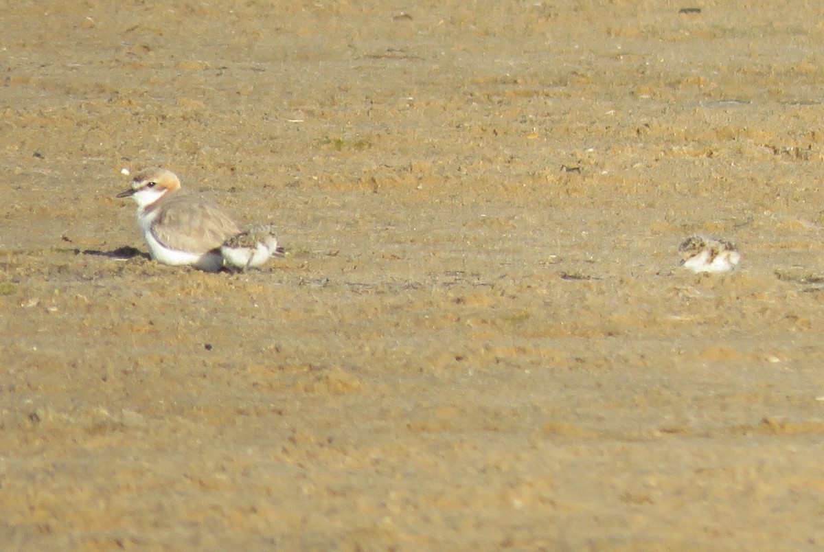 Red-capped Plover - Catherine Hirsch