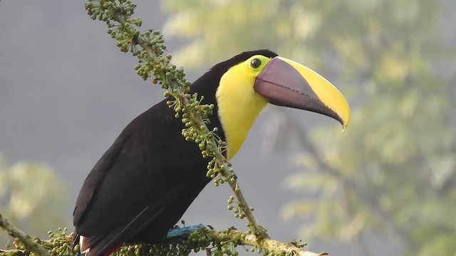 Yellow-throated Toucan (Chestnut-mandibled) - ML723482