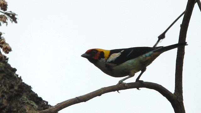 Flame-faced Tanager (Flame-faced) - ML723483