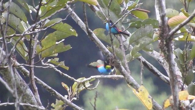 Paradise Tanager - ML723485