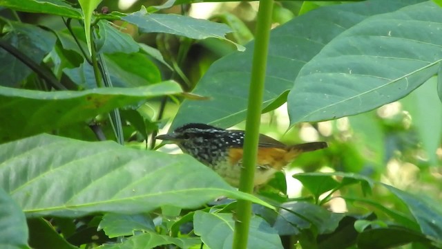 Peruvian Warbling-Antbird - ML723491