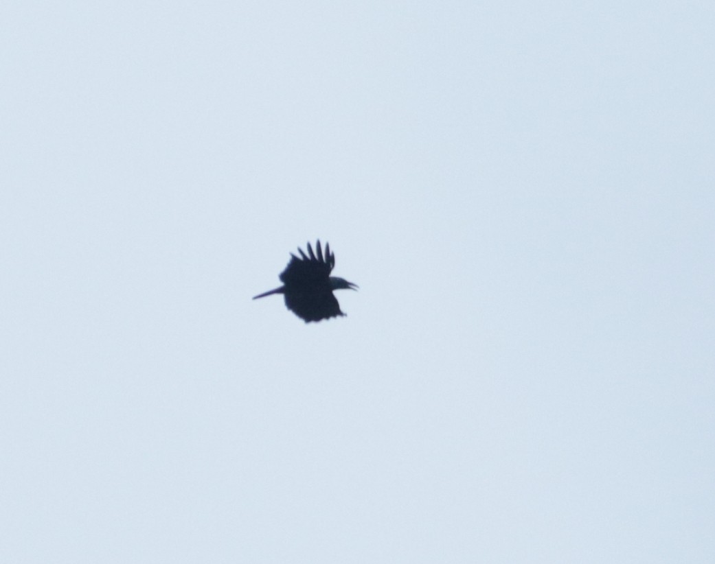 Slender-billed Crow - ML72349291