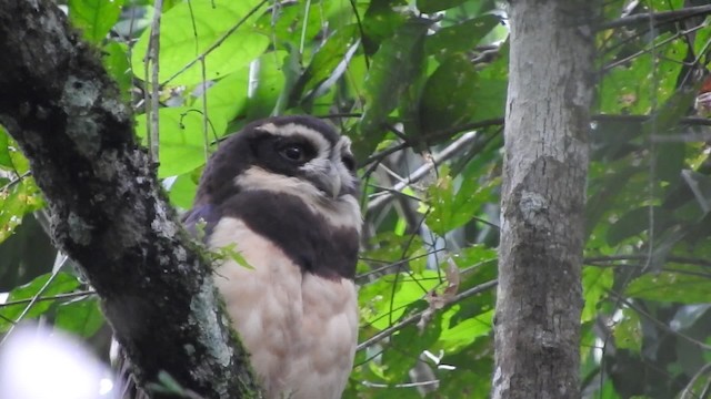 Spectacled Owl - ML723496