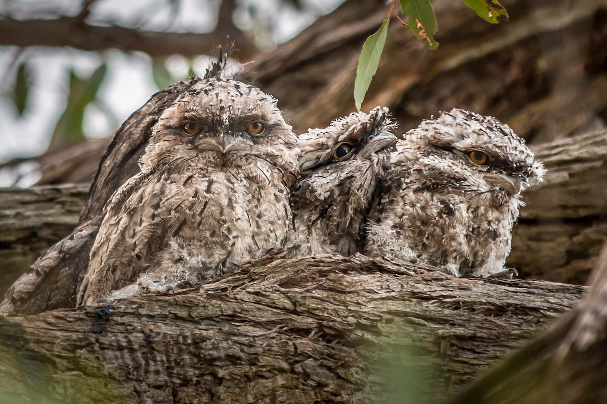 Tawny Frogmouth - Jan Clewett