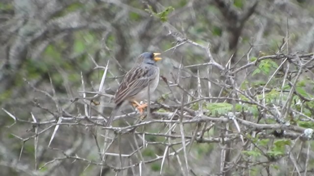 Band-tailed Sierra Finch - ML723502