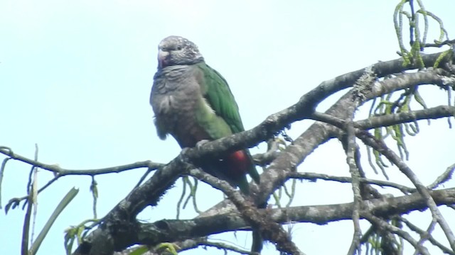 Speckle-faced Parrot (White-capped) - ML723507