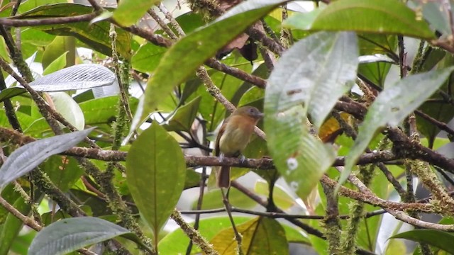 Rufous-breasted Flycatcher - ML723511
