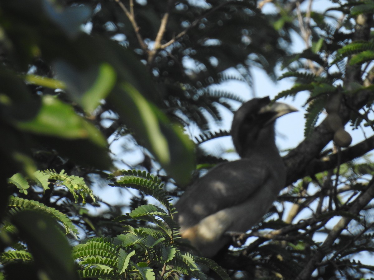 Indian Gray Hornbill - ML72351541