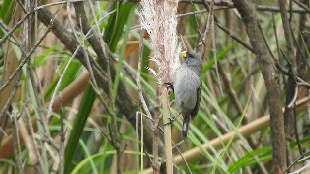 Band-tailed Seedeater - ML723520