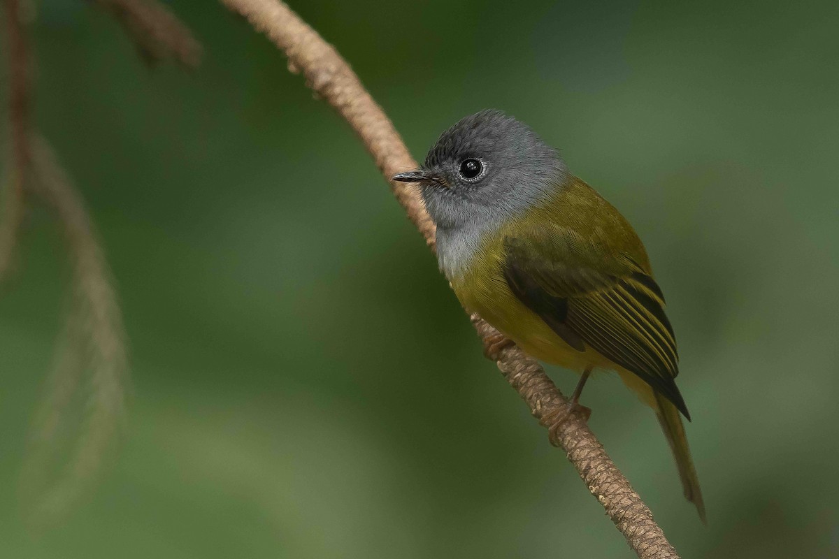 Gray-headed Canary-Flycatcher - Rajinikanth Kasthuri
