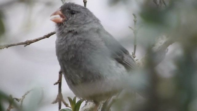 Plain-colored Seedeater - ML723526