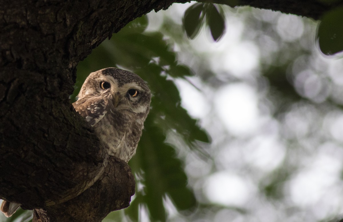 Spotted Owlet - ML72352921