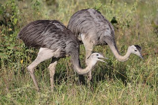  - Greater Rhea