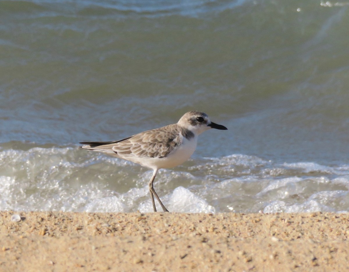 Greater Sand-Plover - Kath Shurcliff