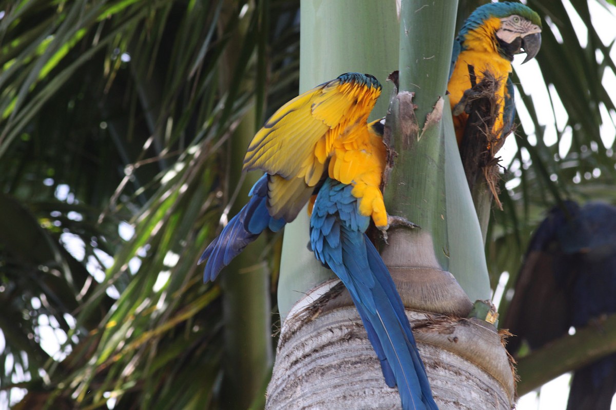 Blue-and-yellow Macaw - ML72353281