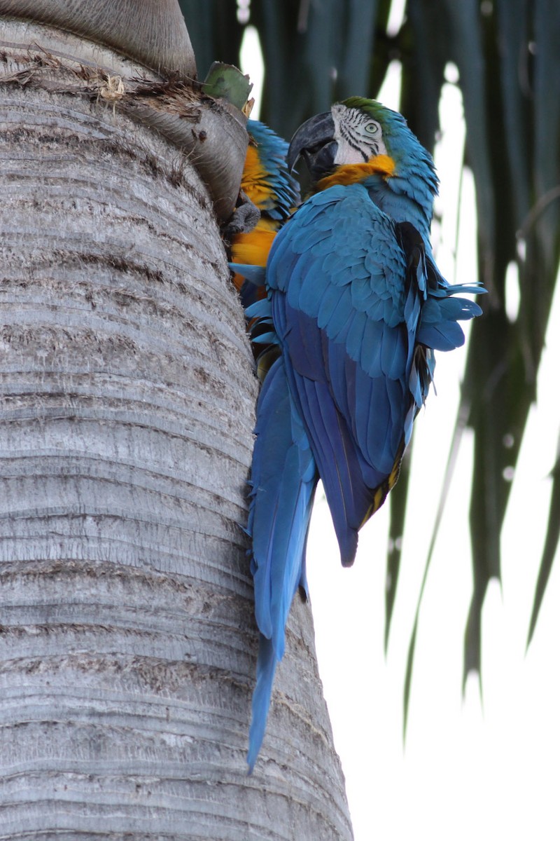 Blue-and-yellow Macaw - ML72353291